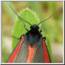 Tyria jacobaeae - Blutbaer 04.jpg